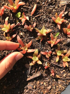 Rare Succulent - Haworthia Babies (mini mix) - image2